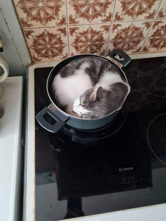 Суп с котом