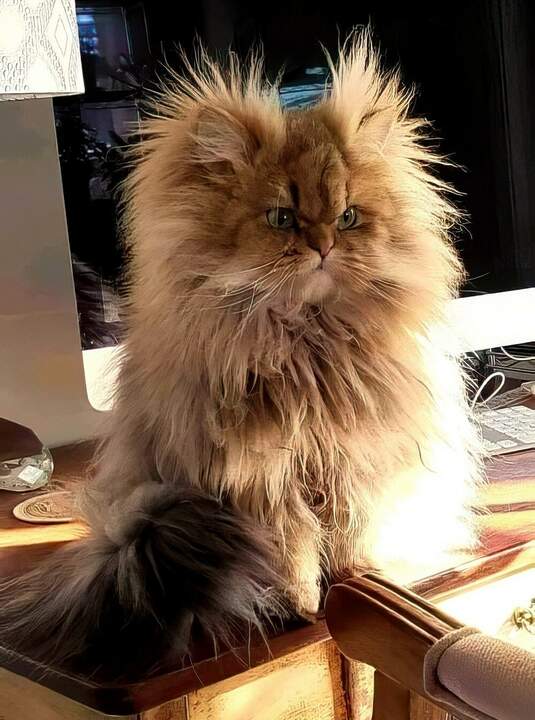 нормальный кошак