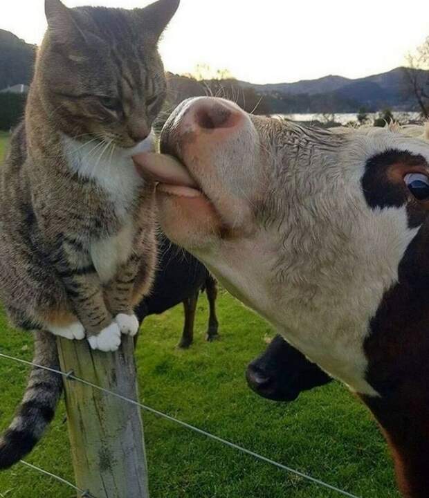 Любовь зла полюбишь и кота