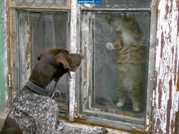 барсик,ты гулять идешь?
