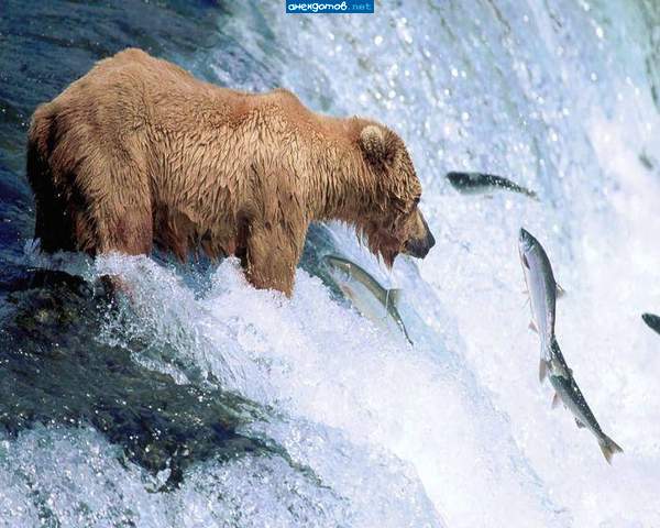 Сейчас рот открою, сама запрыгнет