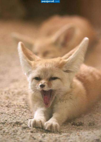 Firefox? Не, не слышала