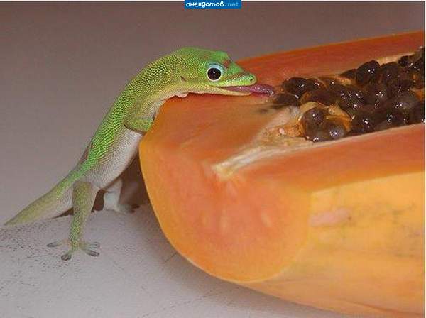 Куда без слюнявчика!