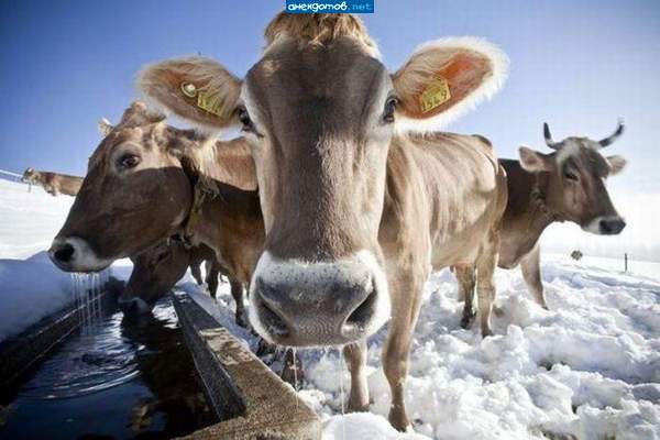 Не узнаю Горыныча... странный и четвёртая голова сзади...