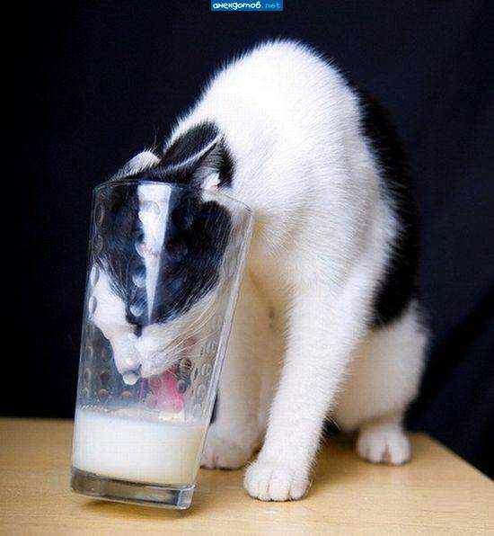 Котоловка