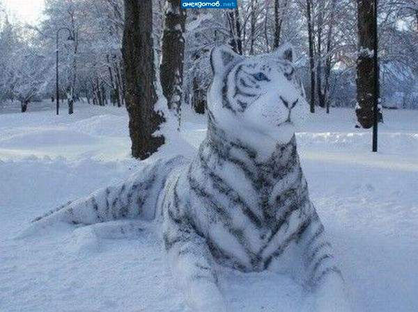 Смотрит тигр острым взглядом, чует что добыча рядом...