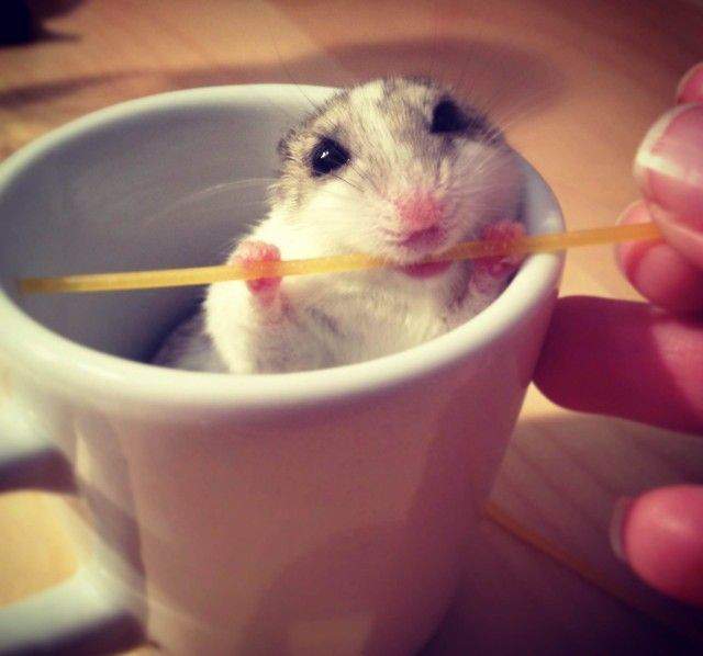 все на борьбу с кофеином
