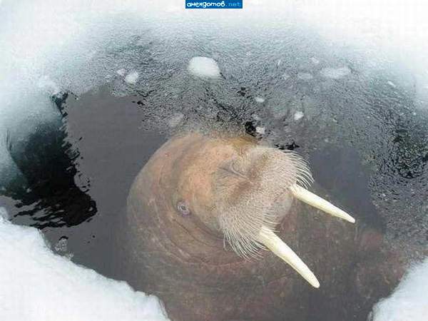 Надо завязывать с подледным ловом.....