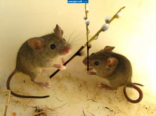 Кошак воскрес..." "Воистину воскрес...