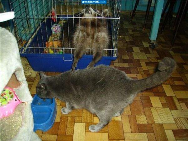 Фигассе они хомяка откормили