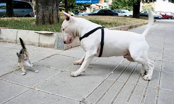 А ну уйди! У меня папа знаешь кто? ТИГР!