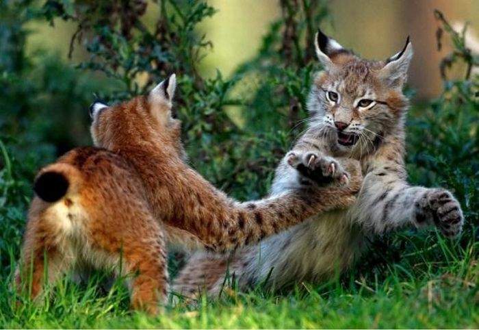 Боевые котЭ