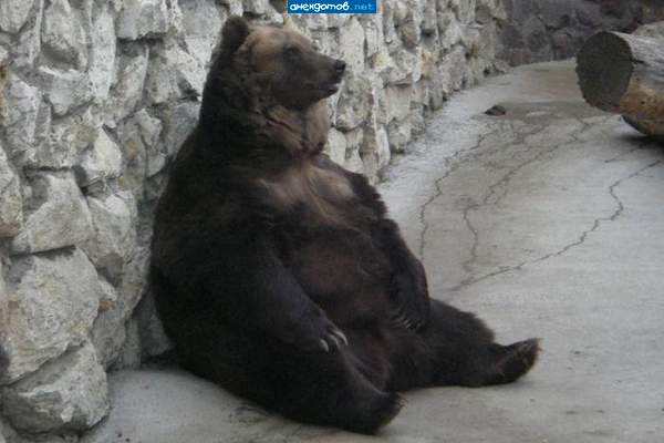 по любому царь леса