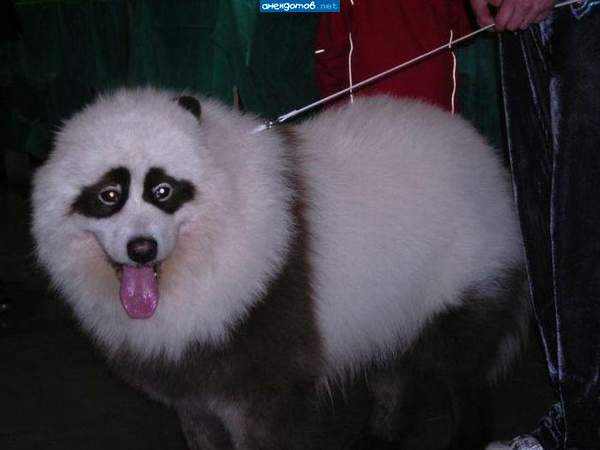 пандабака
