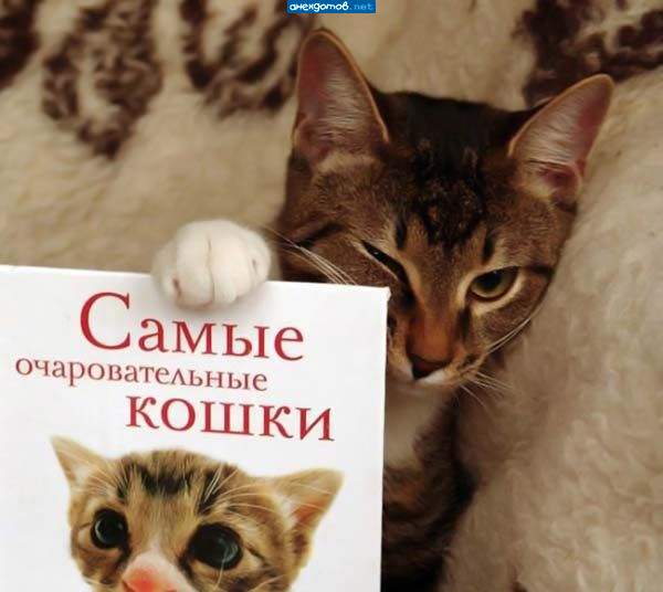 кошачий плейбой
