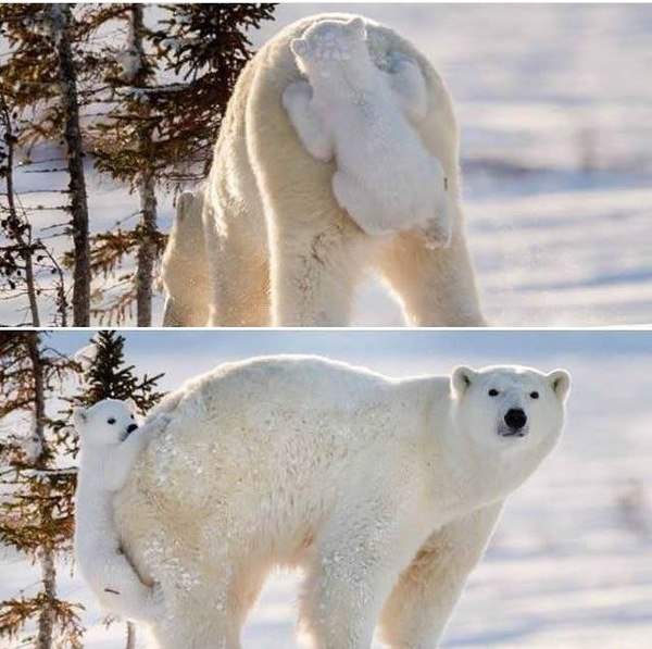 Полярный сумчатый медведь