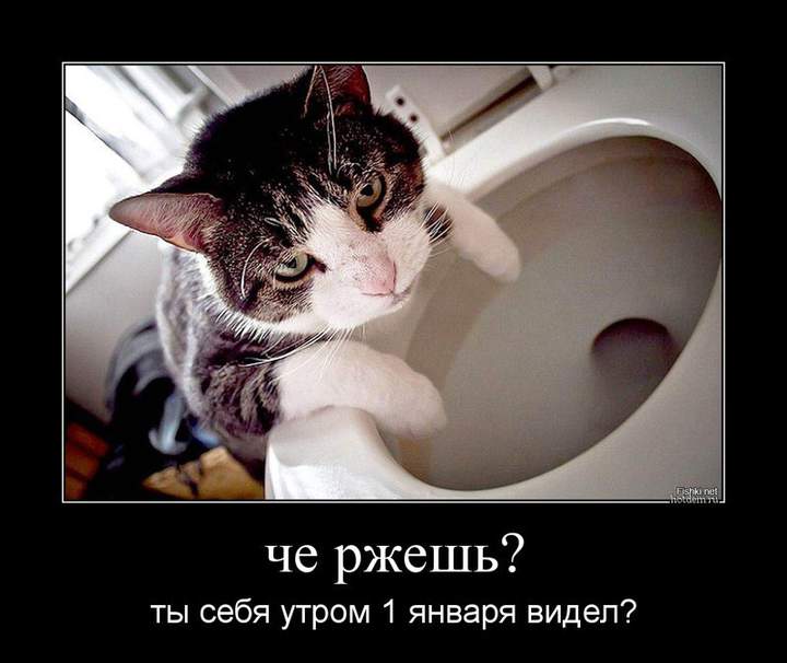 Какой забавный у хозяина лоток...