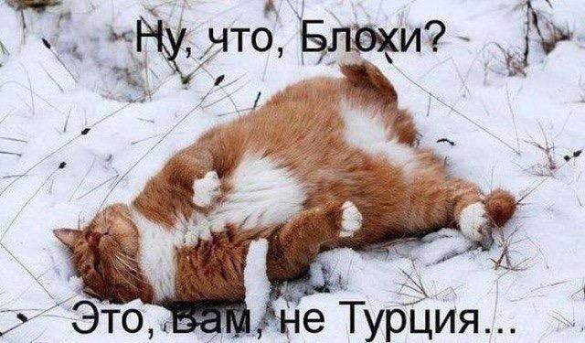 Рыжий ласковый котик мерзнет и голодает! Вот номер его сбербанковской карты.