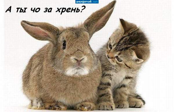 Вы... такой особенный! Вы точно кот?