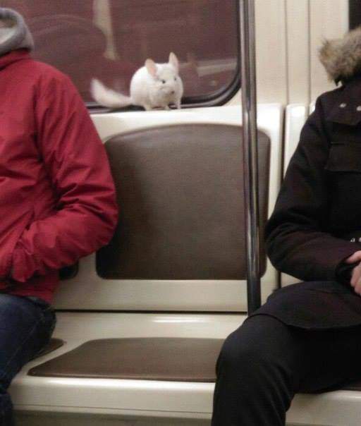Это не белка, а шиншила! А шиншила ваще-то заяц!!!