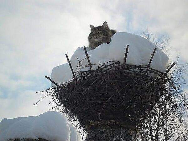 Коты прилетели... Веснааа!