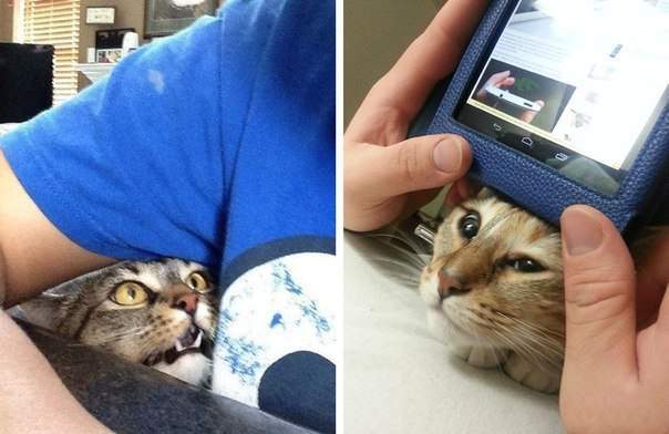 Погладь кота, cyка!