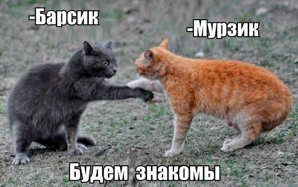 Пойдём, валерьянки хряпнем?!..
