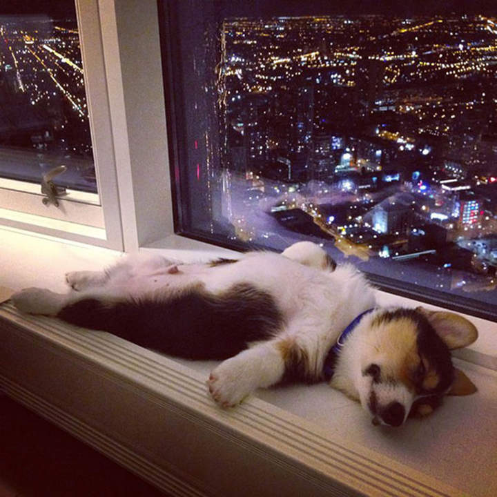 прикинусь котом)