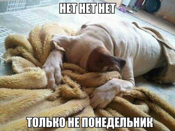 Е-мое, опять вставать, жрать и гулять!
