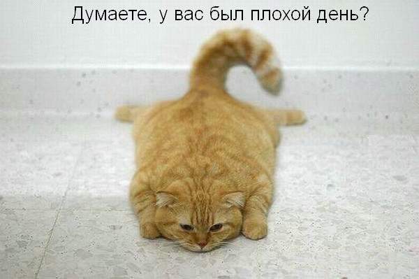 Мышь упустил, с Муркой поругался, а тут еще Чубайсом обозвали!
