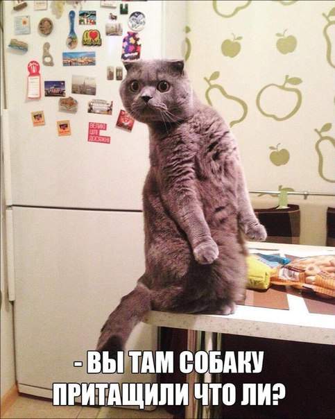 Чёйта тама?