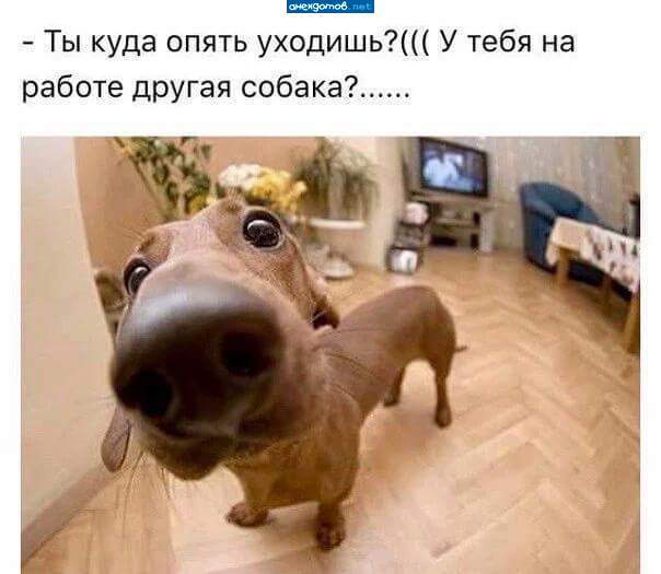 Вижу, мой хозяин стекл, как трезвышко.