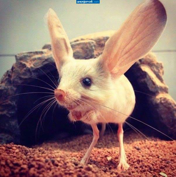Обычный чернобыльский тушкан.