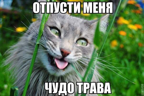Ну, зайцы! Ну, накосили трын-траву на поляне.