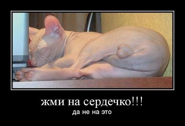 Вот про кого поговорка Блестит, как у кота яйца!