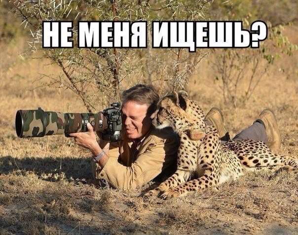 "Кошки что большие, что маленькие - всегда любопытные!"