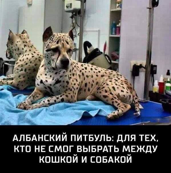 Ну, не смогла моя мать устоять перед леопардом...
