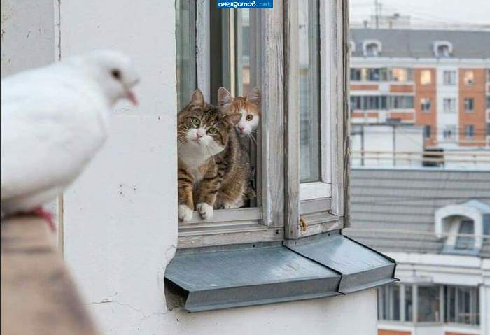 Михалыч, идём этому наваляем...