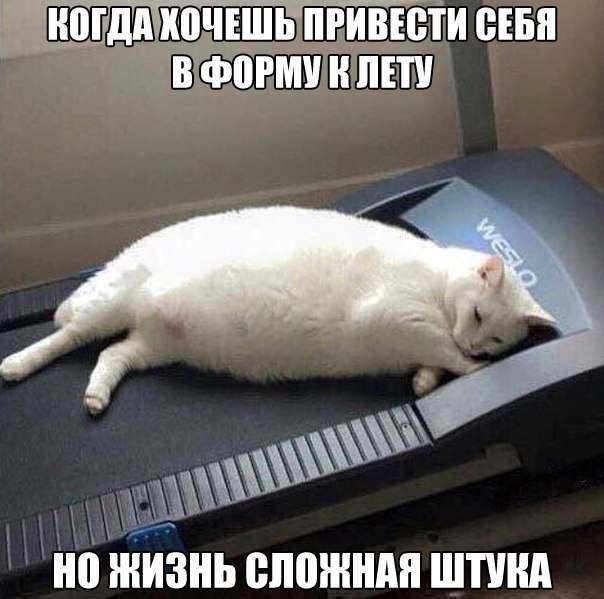 Этой кошечке уже не надо. Она вот-вот родит.