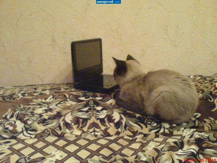 А где мышка-то?