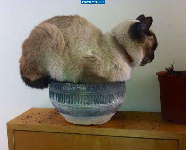 Сажали цветы, а уж что выросло то выросло