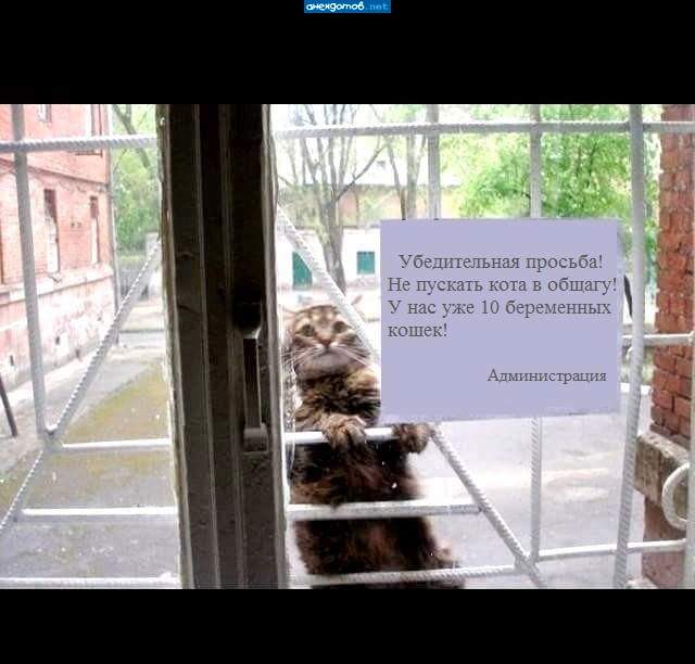 Пустите! У вас ещё три кошки не охвачены! И пекинесиха!