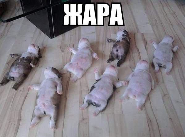 У нас режим- обожремся и лежим....