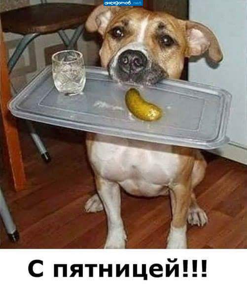 Друг в беде не бросит, опохмел приносит!