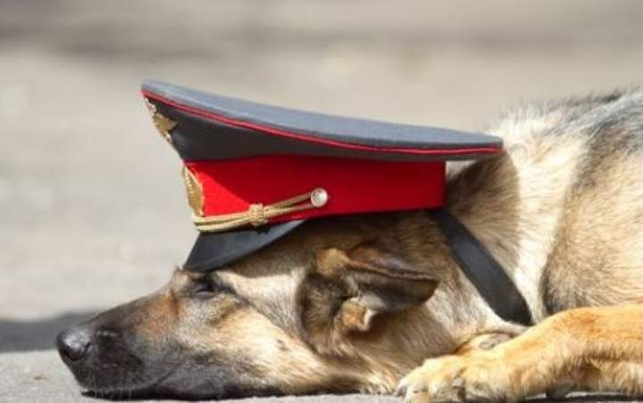 Хорошо, я фотографируюсь в фуражке, а вы пойдете по следу...
