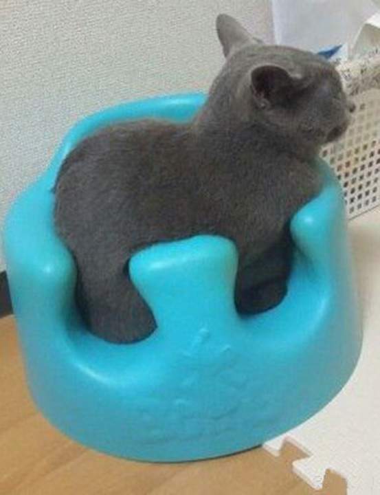 Кот парнокопытный...