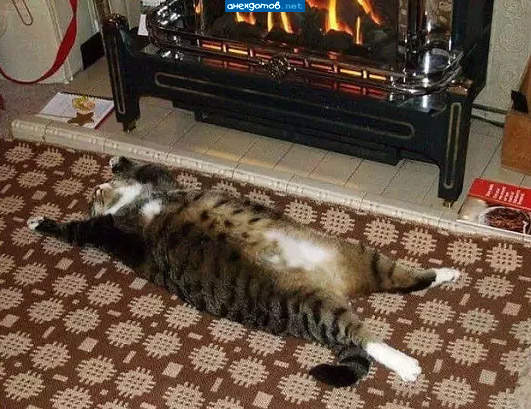 Красиво жить не запретишь!!! А тем более коту...