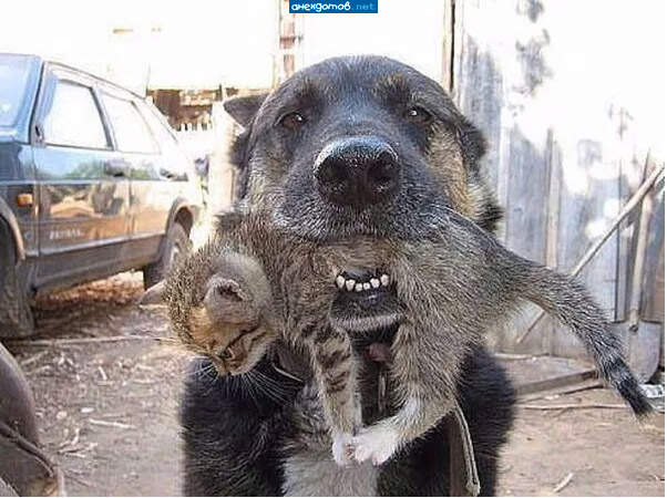 Добёгaлся! П-дeц котy.