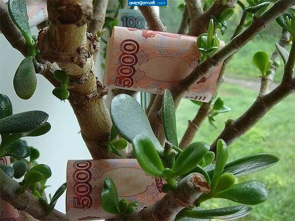 Поспели тыщи в саду у дяди Вани...