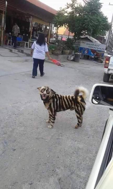 Идиоты, опять собак мучают